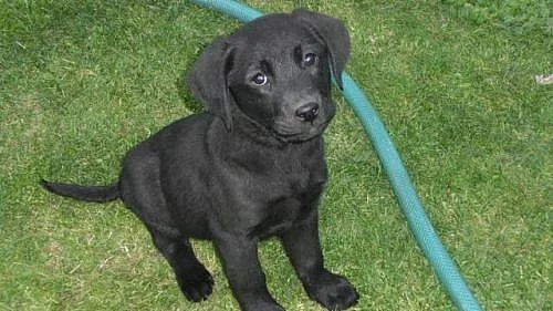 Štěňátka labradorského retrívra