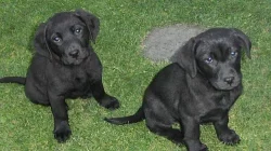 Štěňátka labradorského retrívra