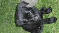 Štěňátka labradorského retrívra