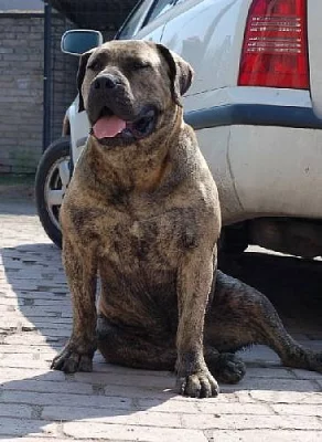 Boerboel s PP