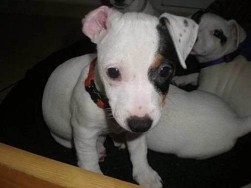 Krasna stenatka - jack russel terier