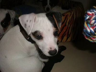 Krasna stenatka - jack russel terier