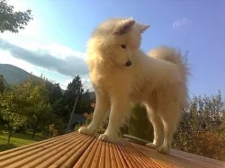 Prodám štěňátka SAMOJEDA