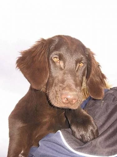 Flat coated retriever s PP - hnědá štěnátka
