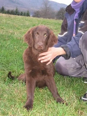 Flat coated retriever s PP - hnědá štěnátka