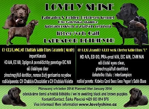 Labradorský retrívr - záznamy na štěňátka s PP