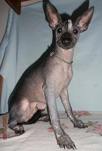 Mexický naháč
