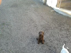 Labrador retríever