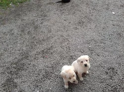 Labrador retríever