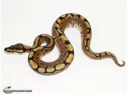 Python regius ( Krajta královská )- SPIDER NZ 9/13