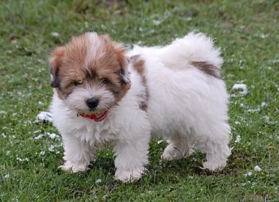 Coton de Tulear