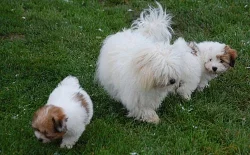 Coton de Tulear