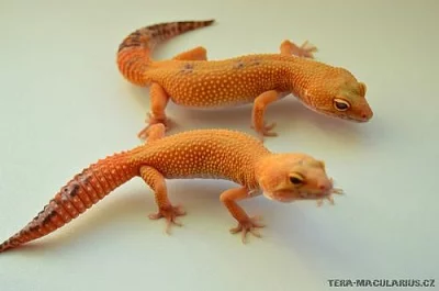 15.12. Ostrava Fauna Trhy - Gekončík noční