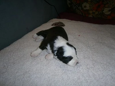 Border collie s PP