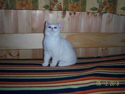 Britská bílá a whiskas kotata