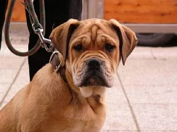Perro de Presa Mallorquin, CaDeBou