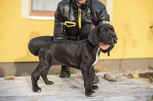 Německá doga s PP