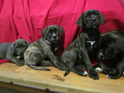 Cane corso štěnátka