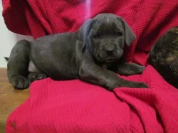 Cane corso štěnátka