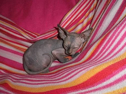 Kanadský sphynx s PP