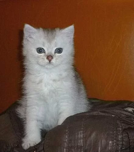Britský kocour - silver-tic-tabby
