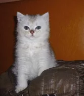 Britský kocour - silver-tic-tabby
