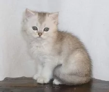 Britský kocour - silver-tic-tabby