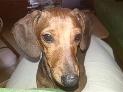 daruji