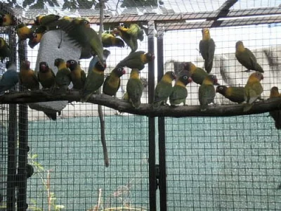 Agapornis škraboškový