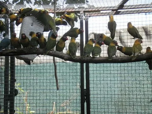 Agapornis škraboškový