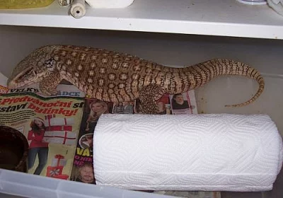 Varanus exanthematicus