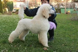 EXKLUSIVNÍ ŠTĚŇATA KRÁLOVSKÉHO PUDLA BÍLÉHO