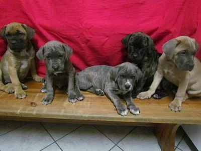 Cane corso štěnátka