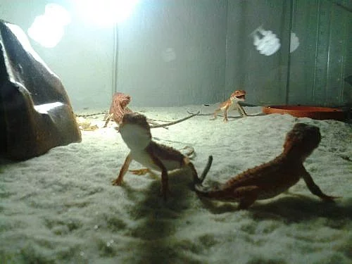 Agama Austraská-Tympanocryptis teraporophora