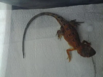Agama Austraská-Tympanocryptis teraporophora