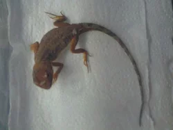 Agama Austraská-Tympanocryptis teraporophora
