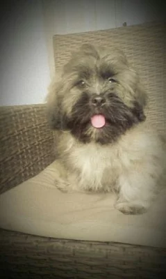 Lhasa Apso s PP
