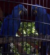 samec a samice Hyacint papoušek papoušci na prodej