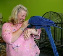 Krásné Hyacint papoušek papoušci na prodej
