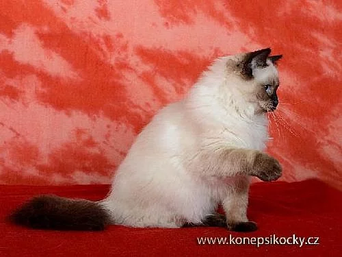 Úžasná ragdoll kočička s PP