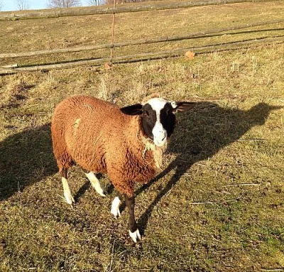 prodám ovečku Zwartbles