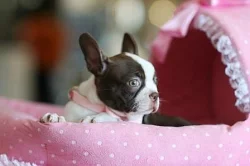 Boston teriér šteňatá na predaj