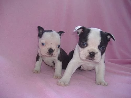 Boston teriér šteňatá na predaj