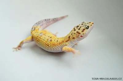 Gekončík noční - Eublepharis Macularius