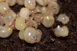 Achatina Iredalei - oblovka zlatá