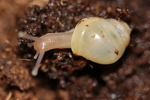 Achatina Iredalei - oblovka zlatá