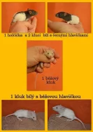 POTKAN - daruji mláďata