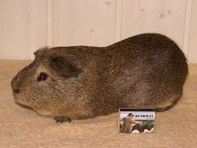 obři mezi morčaty