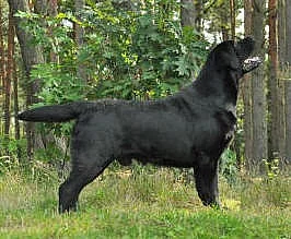Labrador, štěňata ze zahraničního krytí.