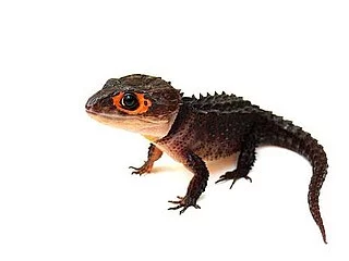 Koupím Tribolonotus gracilis